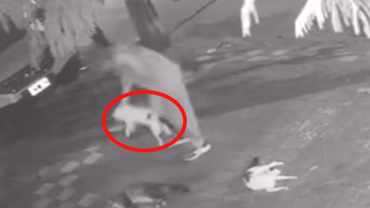 joven es captado matando a perros y gatos