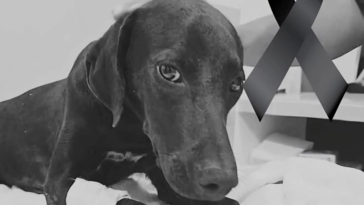 Así DESPIDEN en redes sociales a Negrita, la perrita que murió tras ser atropellada tres veces en Kanasín