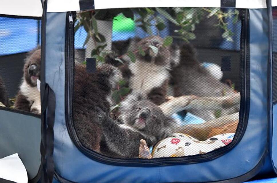 koalas-rescatados-(1).jpg
