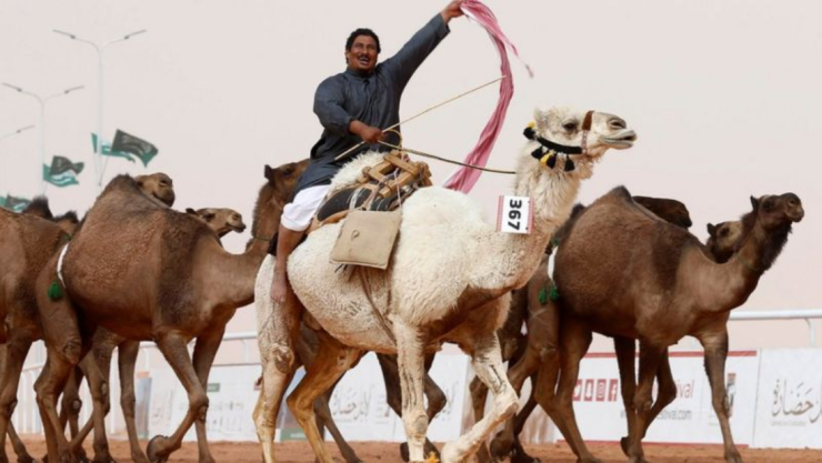 camellos-clonados.jpg