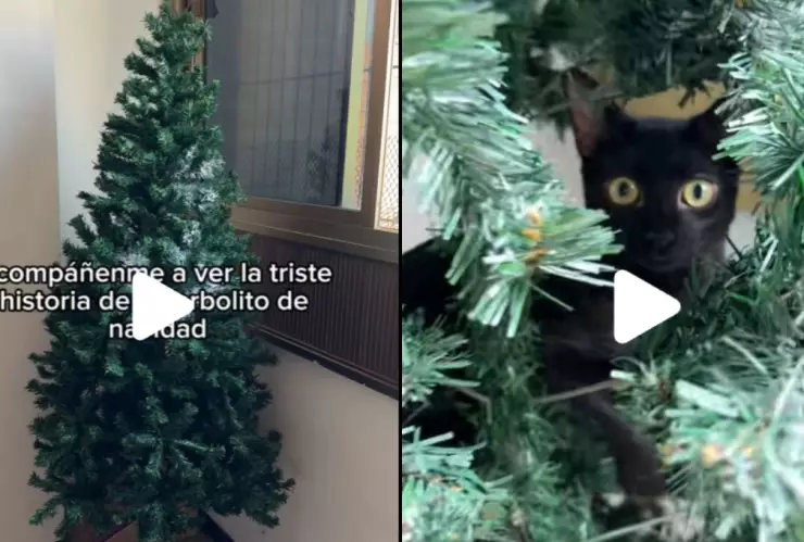 /al-extremo/la-gata-loca-viral-tiktok-atacar-arbolito-navidad-video-pb-notas