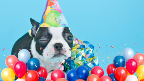 Día Mundial del Perro: 5 datos curiosos que debes saber del mejor amigo del hombre
