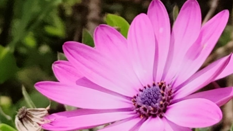 Flor tomada con realme 13 Pro+