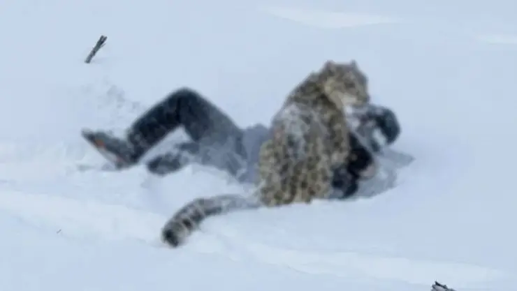 Mujer es atacada por un leopardo de las nieves al acercarse para tomar una selfie
