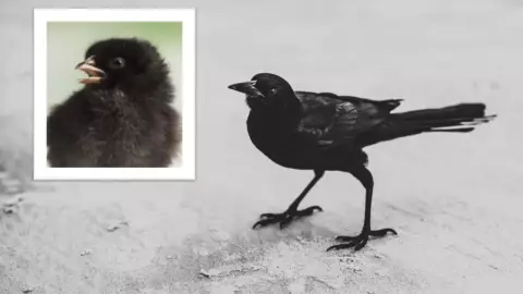 VIDEO - Final inesperado Confunden cuervo bebé con pollito negro