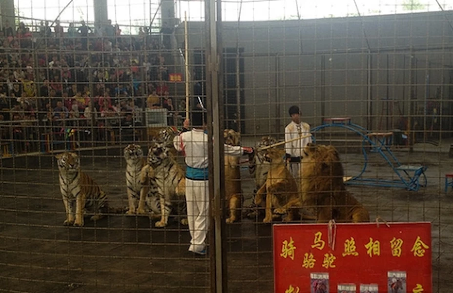 El zoológico realiza perfomances con animales