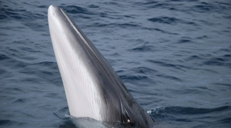 Imagen de ballena asomándose por el agua.