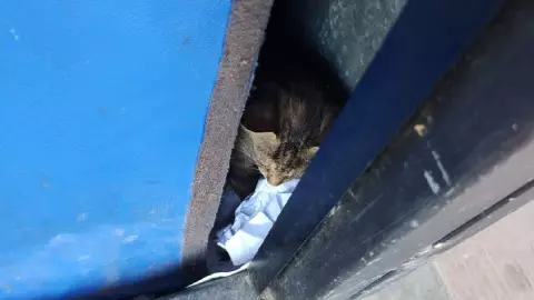 Va y Ven_ La triste HISTORIA del gatito que vive detrás del cajero