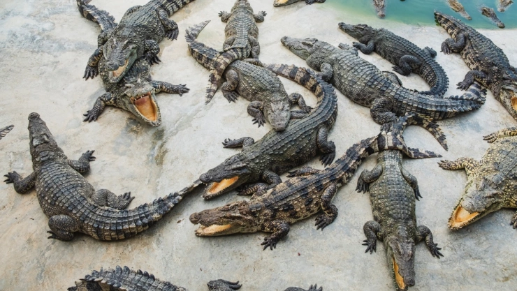 Qué significa soñar con cocodrilos, de acuerdo con expertos