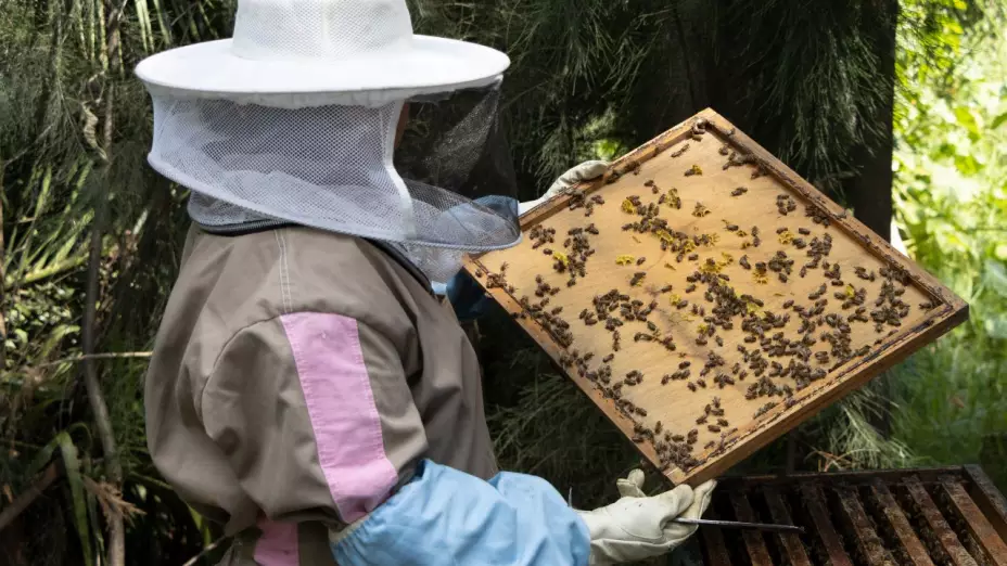 “Ahora el apicultor es alguien a quien le preguntan acerca de su trabajo y su interacción con las abejas; es algo muy positivo para nuestra labor y para la identidad que tenemos aquí en Xochimilco”, comenta Sandra.