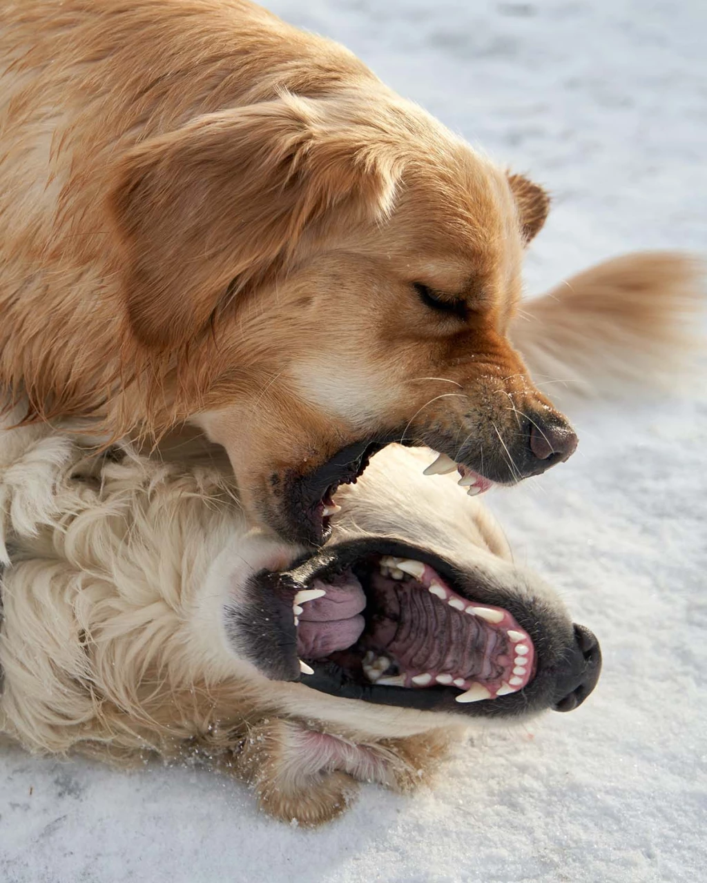 Perros agresivos