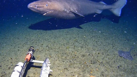 tiburon antartida.jpg