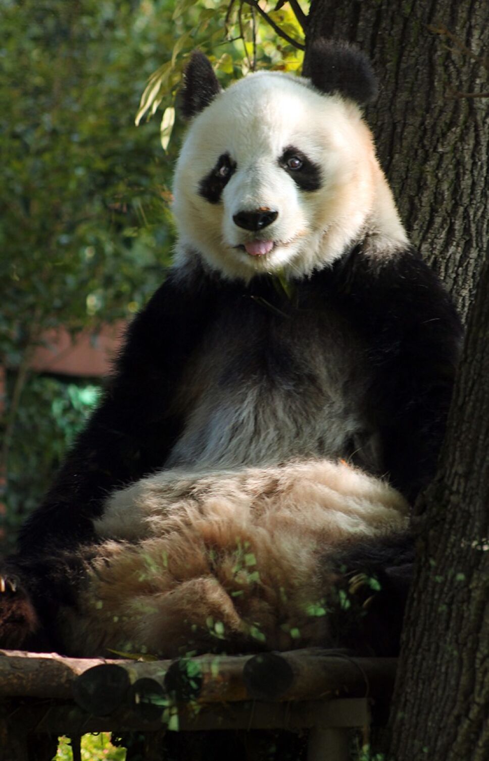 PANDA 1
