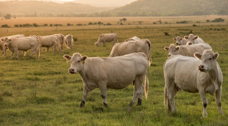 vacas-locas-brasil