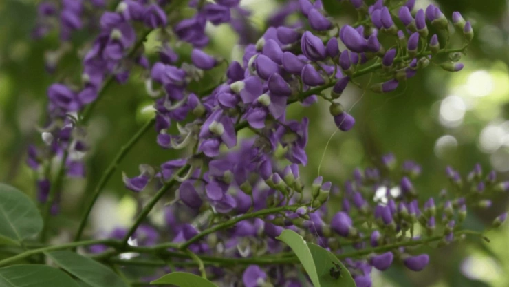 Este árbol es considerado como sagrado para los mayas y cuenta con múltiples beneficios