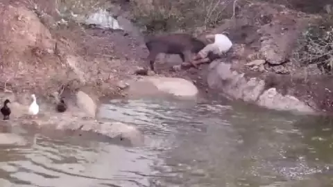 Hombre es atacado por un ciervo de su santuario mientras transmitía en vivo; casi muere