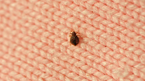 lavar ropa eliminar chinches