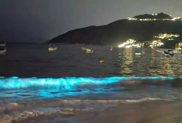 bioluminiscencia-acapulco.jpeg