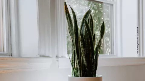 Esta planta puedes poner en tu habitación