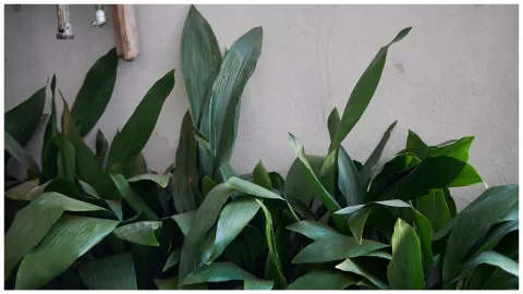 planta de interior hierro fundido