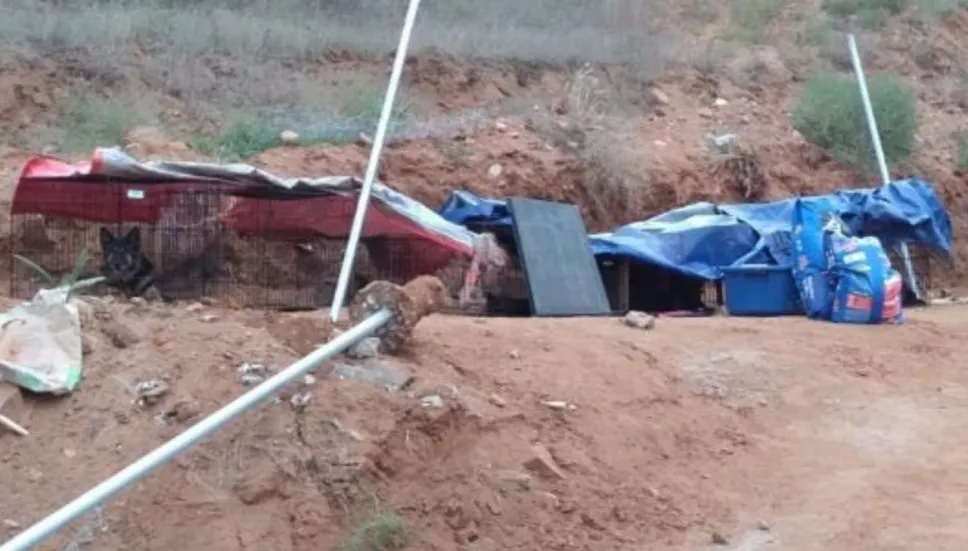 Destruyen refugio de animales y provocan muerte de perros y gatos
