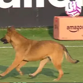 Un perrito interrumpió el duelo entre Atlante y Pumas Femenil
