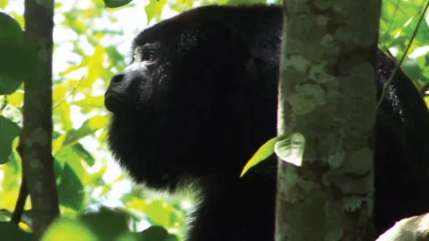 Por qué el mono aullador está en peligro de extinción