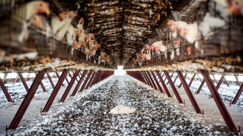 Argentina suspende exportaciones por gripe aviar