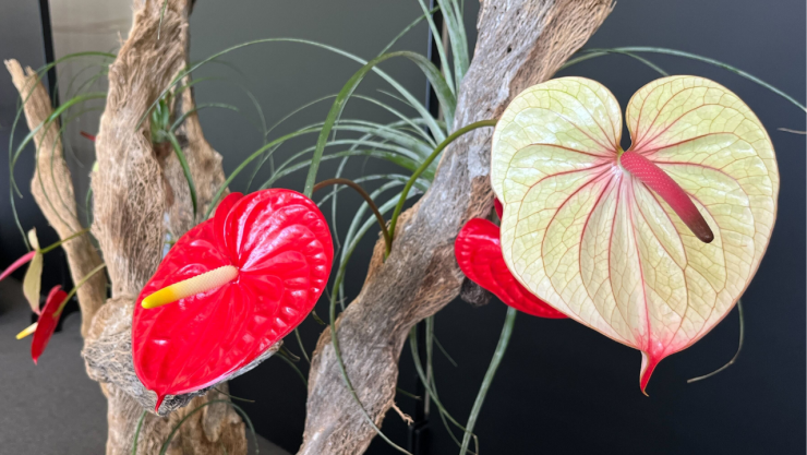 Detalle de una composición floral inspirada en ikebana, con anturios rojos y uno en tono crema colocados entre ramas secas y follaje delgado, durante la exposición “Naturaleza en armonía”