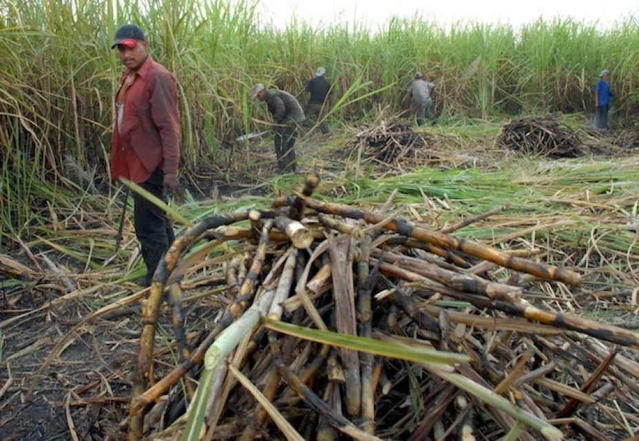 Productores de caña