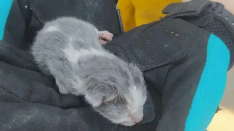 Gato rescatado de incendio en Mexicali