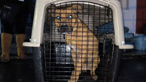 Denuncian caso de maltrato animal en Alvaro Obregon