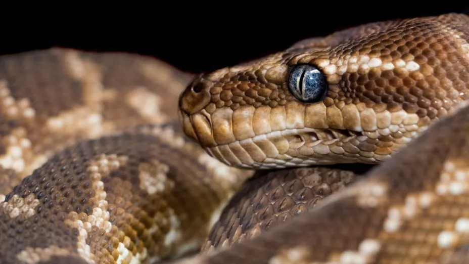 Mujer descubre serpiente en bolsa de palomitas en el supermercado.