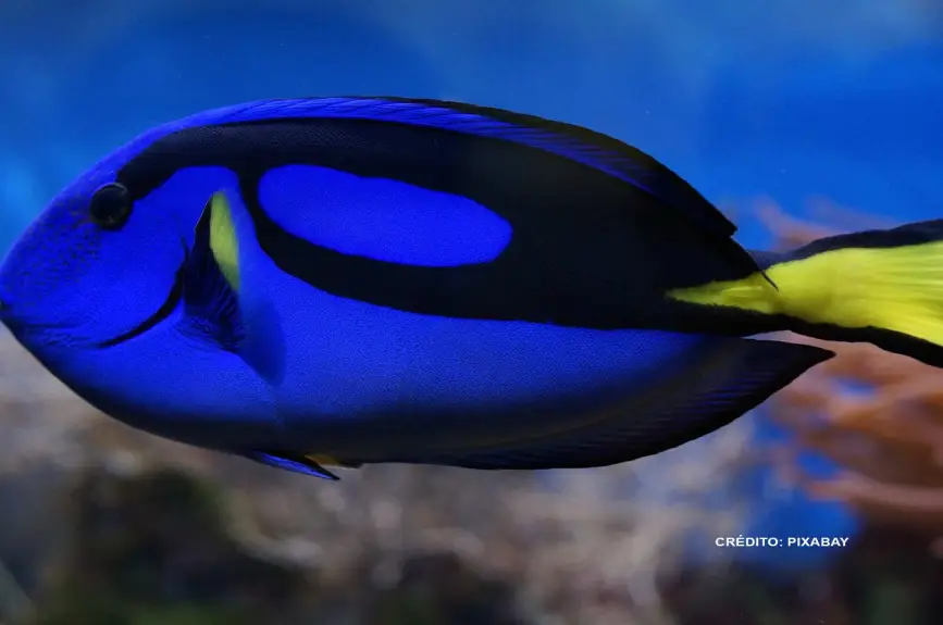 buscando-a-nemo