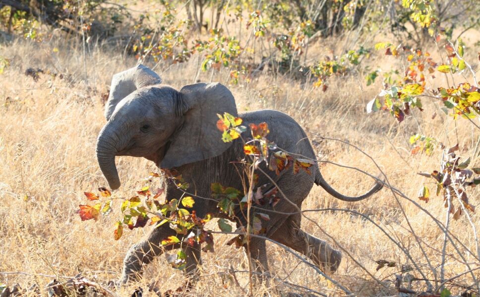 elefante trompa cazador