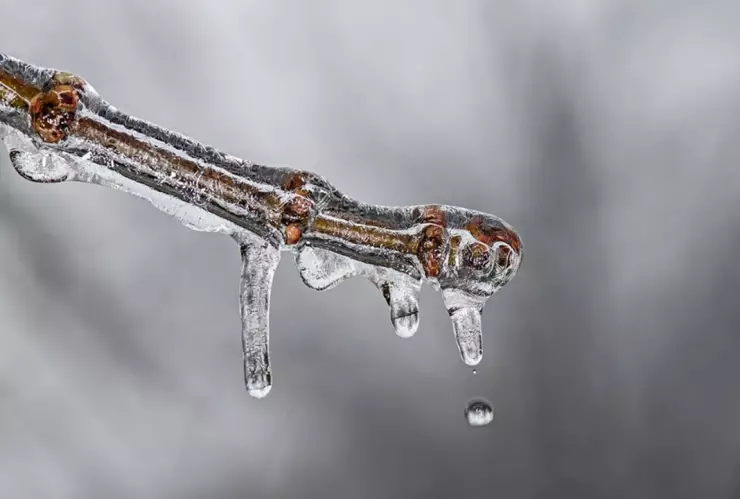 cabañuelas 2024 para qué sirven