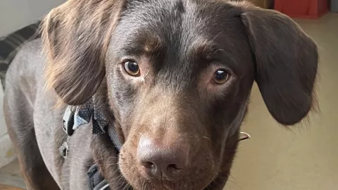 Caso de Coco, el perro alcohólico que recibe tratamiento