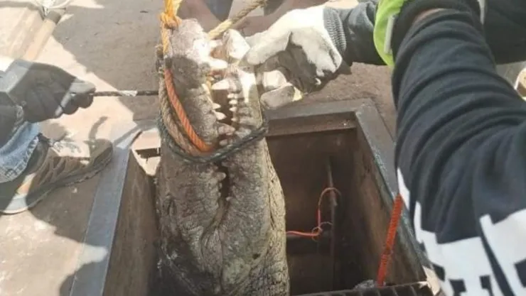 El cocodrilo fue descubierto por trabajadores de drenaje y alcantarillado en Tamaulipas