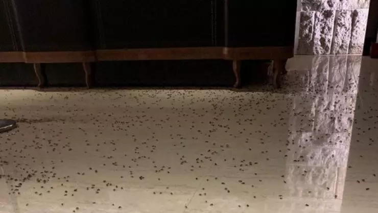 Restaurante, cucarachas, video.jpeg