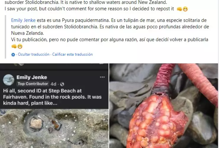 Extraña criatura en palayas de Australia