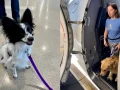 perros-asistencia-eu-1