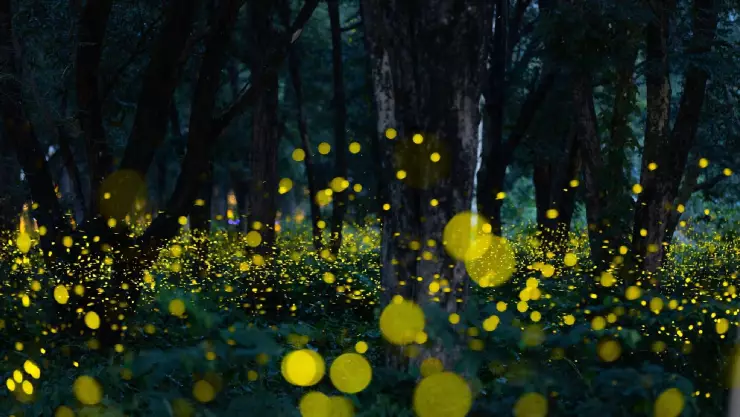 unas luciérnagas iluminan un bosque en el anochecer