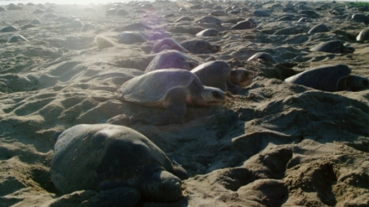 Tortugas