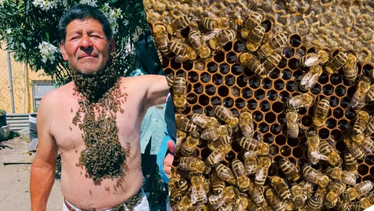 Día Mundial de las Abejas en Tijuana 2025
