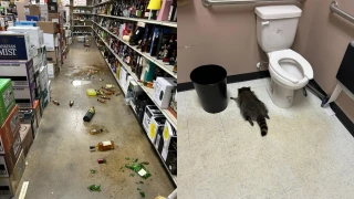 Mapache entra a una licorería, se emborracha y termina desmayado.