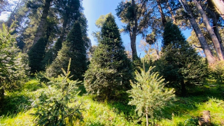 dónde comprar árbol de navidad