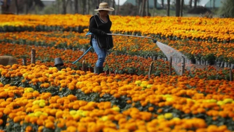 flor de cempasuchil medicinal