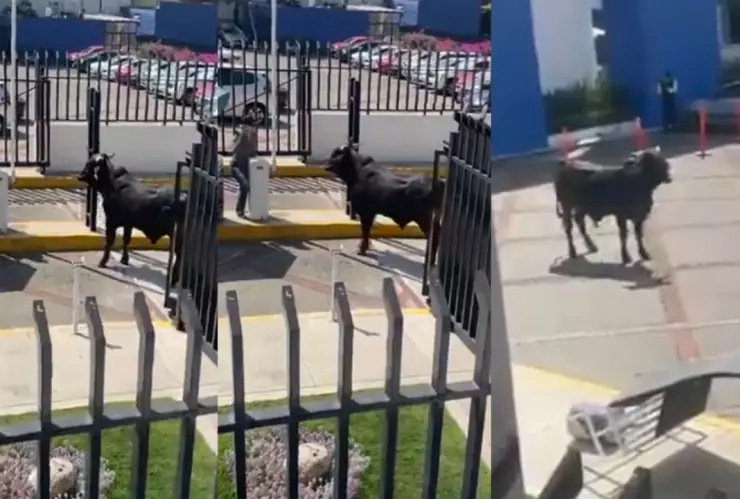 Toro en campus de la Salle del Pedregal