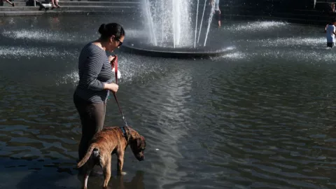 Golpe de calor perros síntomas