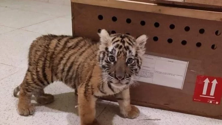 cachorro-tigre-de-bengala